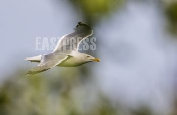 EA291804, Eastpress, Porvoo, Finland